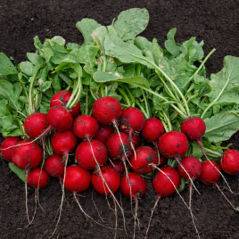 Редис Адель F1 (до 10 стандарт) 