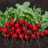 Редис Адель F1 (до 10 стандарт) 