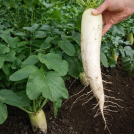 Ярола F1 семена редьки (Semo)