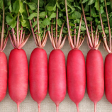 Редька Дайкон Шай F1