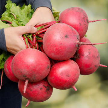 редька кс 2078 f1