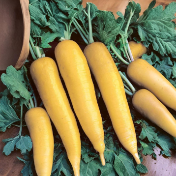 Лутеа семена редьки (Semo)