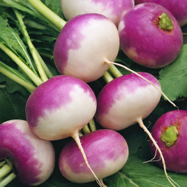 ріпа пурпурна з білим кінцем