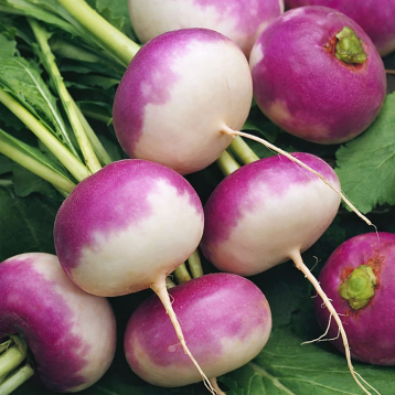 репа пурпурная с белым кончиком