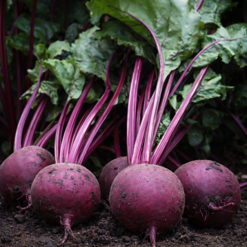 Детройт семена свеклы столовой среднепоздней 100-120 дн. окр. (GSN-Semences)