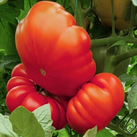 Комаро F1 семена томата полудет. тип Марманде среднераннего 70-80 дн. ребрист. 350 гр. красный (LibraSeeds)