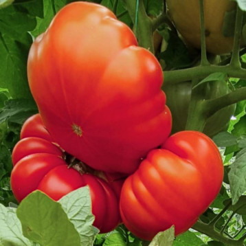 Комаро F1 семена томата полудет. тип Марманде среднераннего 70-80 дн. ребрист. 350 гр. красный (LibraSeeds)