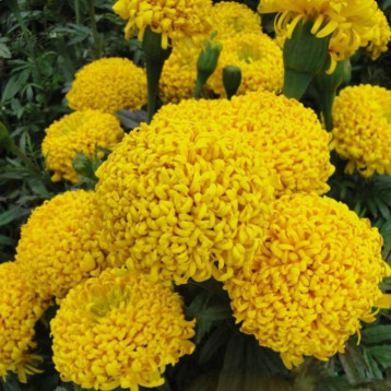 Бархатцы Фантастик Желтый 