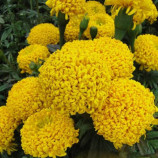 Чорнобривці Фантастик Жовтий