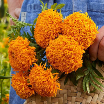 Бархатцы Фантастик Оранж