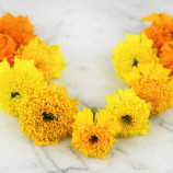 Бархатцы африканские Купидон смесь (mix)