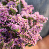 Фореве персиковая семена статицы (кермека) 60-70 см (Takii Seeds)