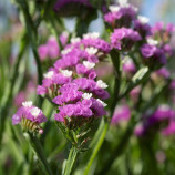 Фореве розовая семена статицы (кермека) 60-70 см (Takii Seeds)