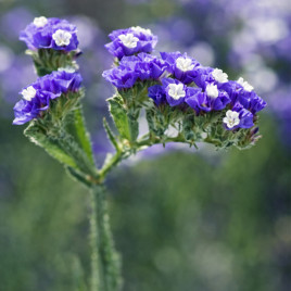 Фореве синя насіння статиці (кермека) 60-70 см (Takii Seeds)