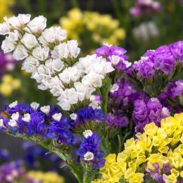 Фореве суміш насіння статиці (кермека) 60-70 см (Takii Seeds)