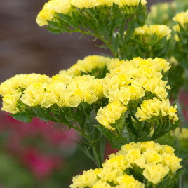 Фореве желтая семена статицы (кермека) 60-70 см (Takii Seeds)