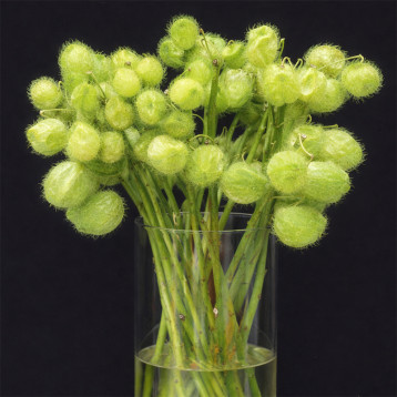 Воздушный шар семена гомфокарпуса (Takii Seeds)