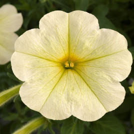 Опера Суприм F1 lemon семена петунии ампельной (Takii Seeds)