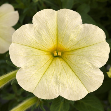 Опера Суприм F1 lemon насіння петунії ампельної (Takii Seeds)