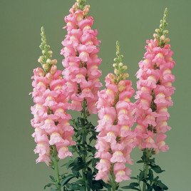 Легенда F1 pink семена антирринума на срез 70-90 см однол. (Takii Seeds)