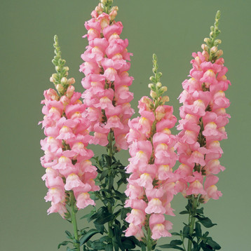 Легенда F1 pink семена антирринума на срез 70-90 см однол. (Takii Seeds)