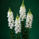 Легенда F1 white насіння антиринуму на зріз 70-90 см однорічн. (Takii Seeds)