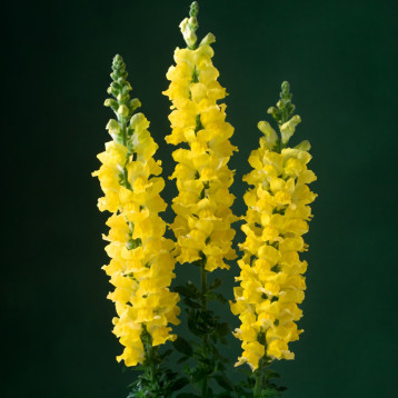 Легенда F1 yellow семена антирринума на срез 70-90 см однол. (Takii Seeds)