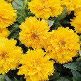 Сан Глоуб насіння кореопсису 25-30 см (Hem Genetics)