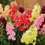 ДабелШот F1 mix насіння антиринуму на зріз 50-60 см однол. (Hem Genetics)