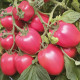 КС 375 F1 (KS 375 F1) насіння томата індет. раннього 95-105 дн. слив. 120-150 гр. рожев. (Kitano Seeds)