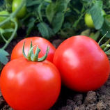 КС 390 F1 (KS 390 F1) семена томата дет. среднераннего слив. 80-100 гр. красный (Kitano Seeds)