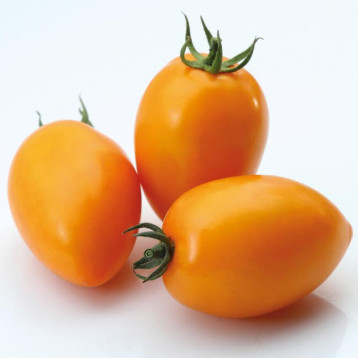 КС 737 F1 (KS 737 F1) семена томата дет. слив. 70-90 гр. оранж. (Kitano Seeds)