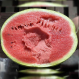 Елгалі F1 насіння кавуна тип Чарльстон Грей раннього 62-65 дн. 8-10 кг окр. (Syngenta)