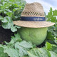 Элгали F1 семена арбуза тип Чарльстон Грей раннего 62-65 дн. 8-10 кг окр. (Syngenta)