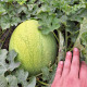 Елгалі F1 насіння кавуна тип Чарльстон Грей раннього 62-65 дн. 8-10 кг окр. (Syngenta)