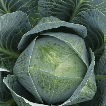 Винчи F1 семена капусты б/к поздней 130-135 дн. 2,8-3,0 кг окр. (Syngenta)
