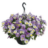 Хайфлаер F1 violet face семена виолы (Benary) Хайфлаер F1 violet face семена виолы (Benary)