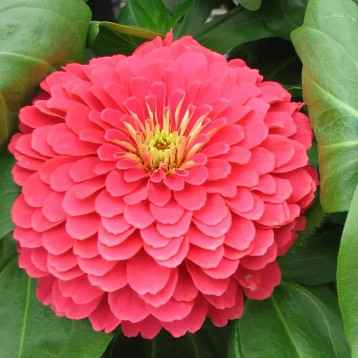 Дримленд F1 coral семена циннии 20-40 см (Takii Seeds)