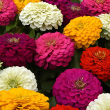 Дримленд F1 mix семена циннии 20-40 см (Takii Seeds)