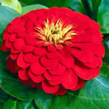 Дримленд F1 red семена циннии 20-40 см (Takii Seeds)