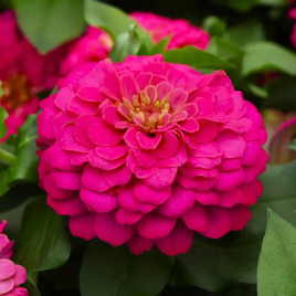 Дримленд F1 rose семена циннии 20-40 см (Takii Seeds)