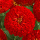 Дримленд F1 scarlet семена циннии 20-40 см (Takii Seeds)