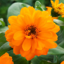 Белайз orange семена циннии 15-30 см (Takii Seeds)