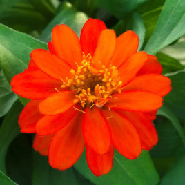 Белайз scarlet семена циннии 15-30 см (Takii Seeds)