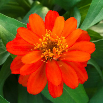 Белайз scarlet семена циннии 15-30 см (Takii Seeds)