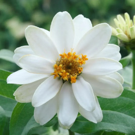 Белайз white семена циннии 15-30 см (Takii Seeds)