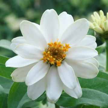 Белайз white семена циннии 15-30 см (Takii Seeds)