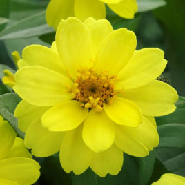 Белайз yellow насіння циннії 15-30 см (Takii Seeds)