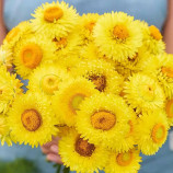 Свізл Гігант лимонно-жовтий насіння безсмертника (W.Legutko)