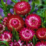Свізл Гігант рожево-фіолетовий насіння безсмертника (W.Legutko)